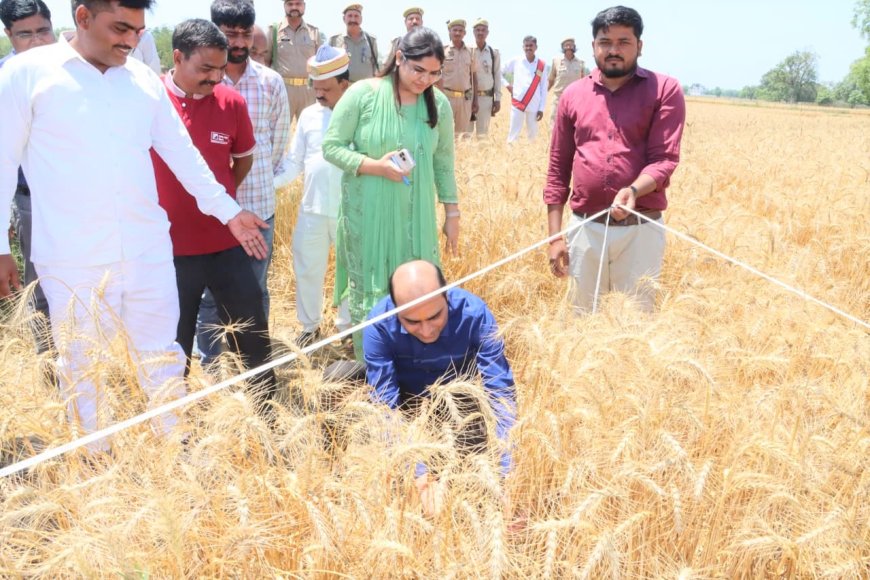 प्रतापगढ़ में डीएम ने खुद खेत में की गेहूं की कटाई, उत्पादकता जांच का अनोखा तरीका