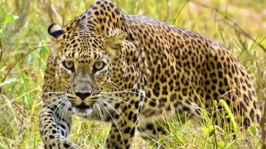 जब बच्चे की जान पर बनी बात, तो तेंदुए से भिड़ गए मां-बाप, दिल दहला देगी ये घटना