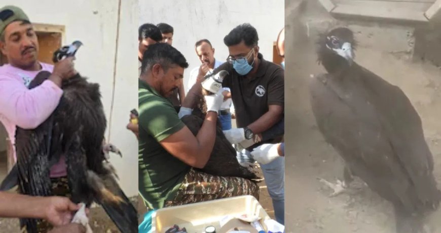 भोपाल से उड़ान भरकर पाकिस्तान पहुंचा गिद्ध… 6 दिनों में 1200 KM की चौंकाने वाली यात्रा ने सबको किया हैरान