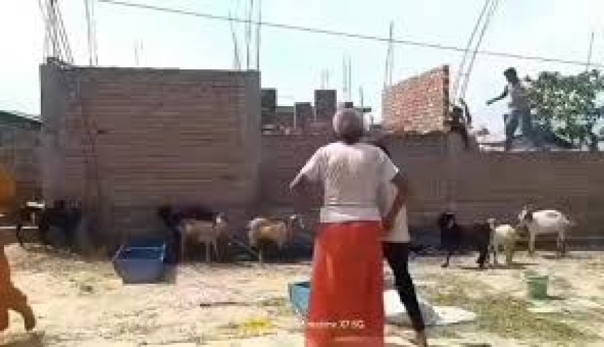 पीठीपुर में मामूली बात पर बवाल, बकरी के पानी पीने को लेकर हुआ खूनी संघर्ष