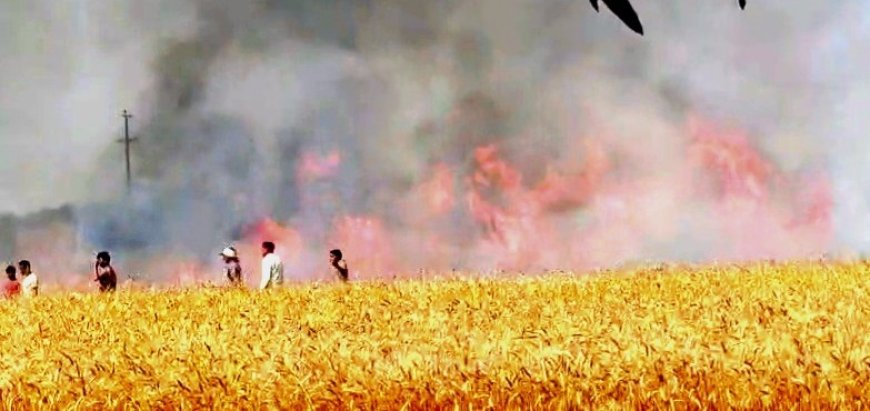 अयोध्या के बीकापुर में भीषण आग, 300 बीघा गेहूं की फसल जलकर राख