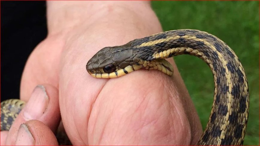 सहारनपुर में छात्रा को फिर सांप ने डसा, तीसरी बार की घटना से इलाके में दहशत