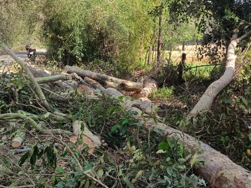 84 कोसी परिक्रमा मार्ग में बड़ा घोटाला? कागजों में पेड़, जमीन पर गायब, ठेकेदार ने उठाए सवाल