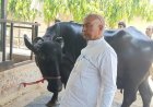 23 लीटर दूध, 5.5 फीट ऊंचाई… UP की इस भैंस के आगे सब फेल, दूर-दूर से देखने पहुंच रहे लोग