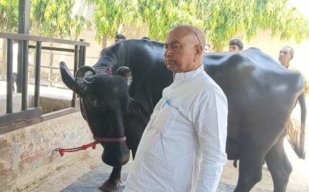 23 लीटर दूध, 5.5 फीट ऊंचाई… UP की इस भैंस के आगे सब फेल, दूर-दूर से देखने पहुंच रहे लोग