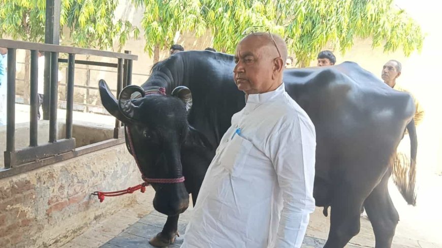 23 लीटर दूध, 5.5 फीट ऊंचाई… UP की इस भैंस के आगे सब फेल, दूर-दूर से देखने पहुंच रहे लोग