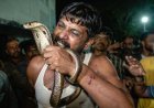 'इसकी इतनी हिम्मत मुझे डसेगा' कोबरा ने 3 बार डसा तो भड़का युवक, युवक ने कलाई में लपेटकर दांत से काटने की कोशिश की 