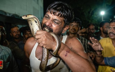 'इसकी इतनी हिम्मत मुझे डसेगा' कोबरा ने 3 बार डसा तो भड़का युवक, युवक ने कलाई में लपेटकर दांत से काटने की कोशिश की 