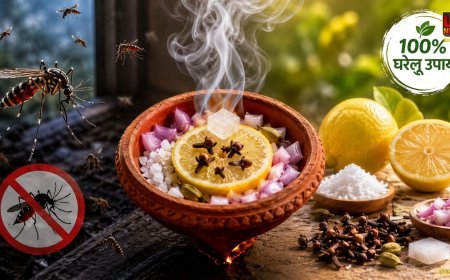मच्छरों से परेशान हैं तो आजमाएं ये घरेलू नुस्खा, नींबू-नमक और लौंग से तैयार करें आसान उपाय