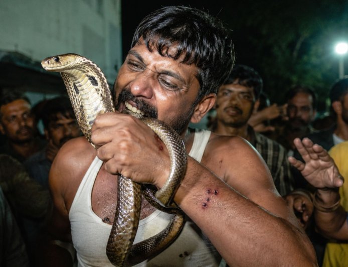 'इसकी इतनी हिम्मत मुझे डसेगा' कोबरा ने 3 बार डसा तो भड़का युवक, युवक ने कलाई में लपेटकर दांत से काटने की कोशिश की 