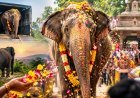 13 महीने बाद वापस घर लौटी हथिनी महादेवी, फूलों से लोगों ने किया स्वागत, वनतारा से कोल्हापुर तक किया 1,160 किमी का सफर