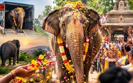 13 महीने बाद वापस घर लौटी हथिनी महादेवी, फूलों से लोगों ने किया स्वागत, वनतारा से कोल्हापुर तक किया 1,160 किमी का सफर