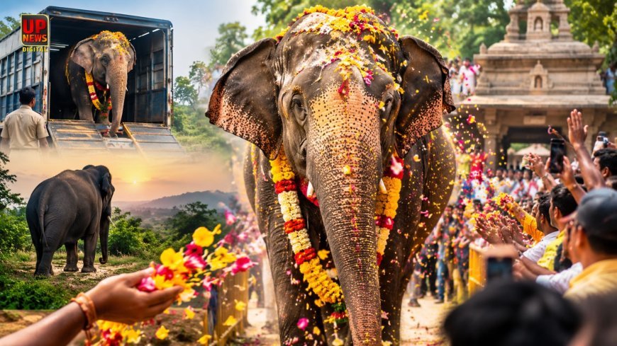 13 महीने बाद वापस घर लौटी हथिनी महादेवी, फूलों से लोगों ने किया स्वागत, वनतारा से कोल्हापुर तक किया 1,160 किमी का सफर