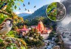 कैंची धाम में क्यों गायब हो रहीं गौरैया और दूसरी चिड़ियां? बढ़ते पर्यटन से बिगड़ रहा पहाड़ों का प्राकृतिक संतुलन, संरक्षण की उठी मांग