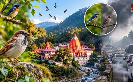 कैंची धाम में क्यों गायब हो रहीं गौरैया और दूसरी चिड़ियां? बढ़ते पर्यटन से बिगड़ रहा पहाड़ों का प्राकृतिक संतुलन, संरक्षण की उठी मांग