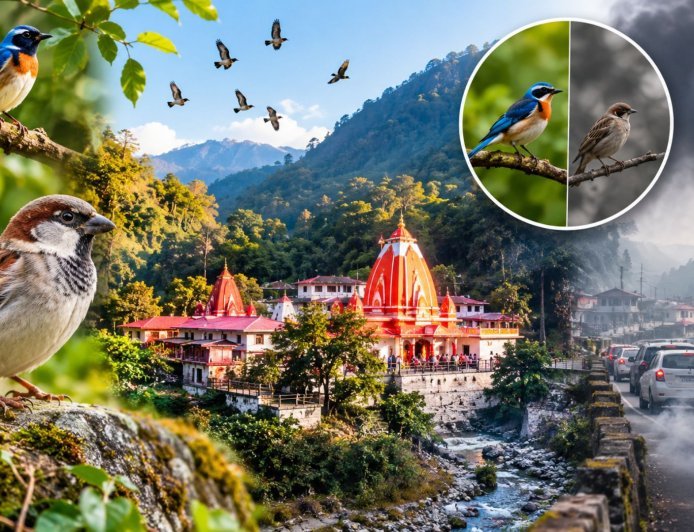 कैंची धाम में क्यों गायब हो रहीं गौरैया और दूसरी चिड़ियां? बढ़ते पर्यटन से बिगड़ रहा पहाड़ों का प्राकृतिक संतुलन, संरक्षण की उठी मांग